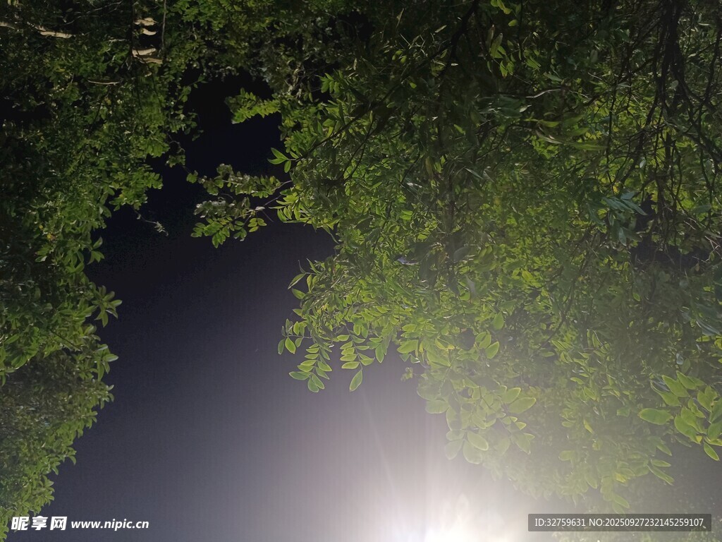 透過枝葉見夜空微光