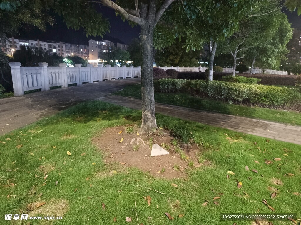 夜晚樹下的草地與周邊景象