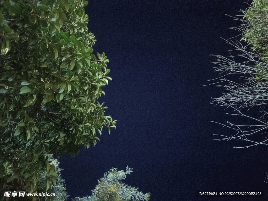 夜幕下的綠植景觀