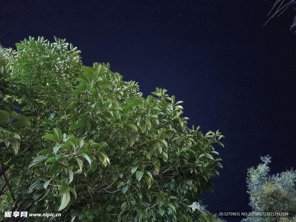 夜幕下的蔥郁樹木