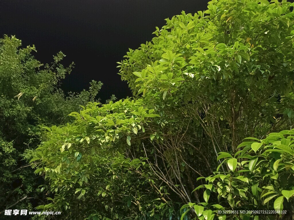 夜幕下的蔥郁綠植