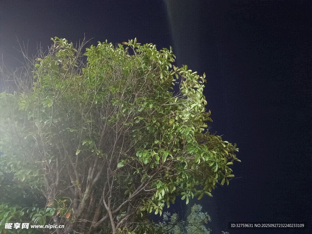 夜燈下的蔥郁樹木
