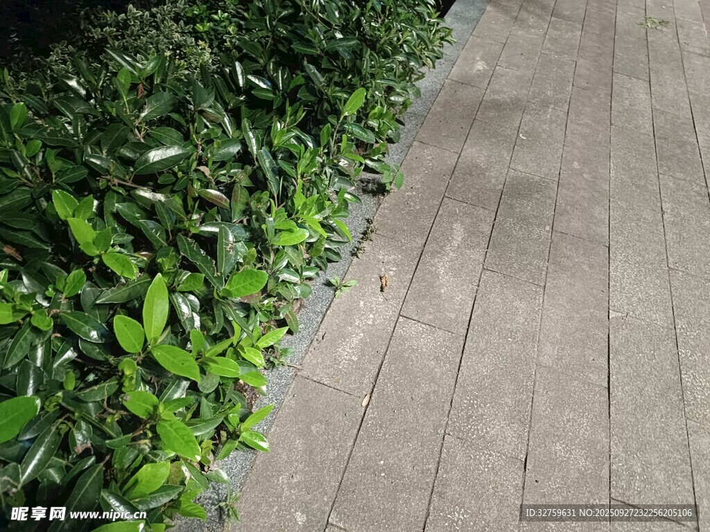 石板小徑旁的蔥郁綠植