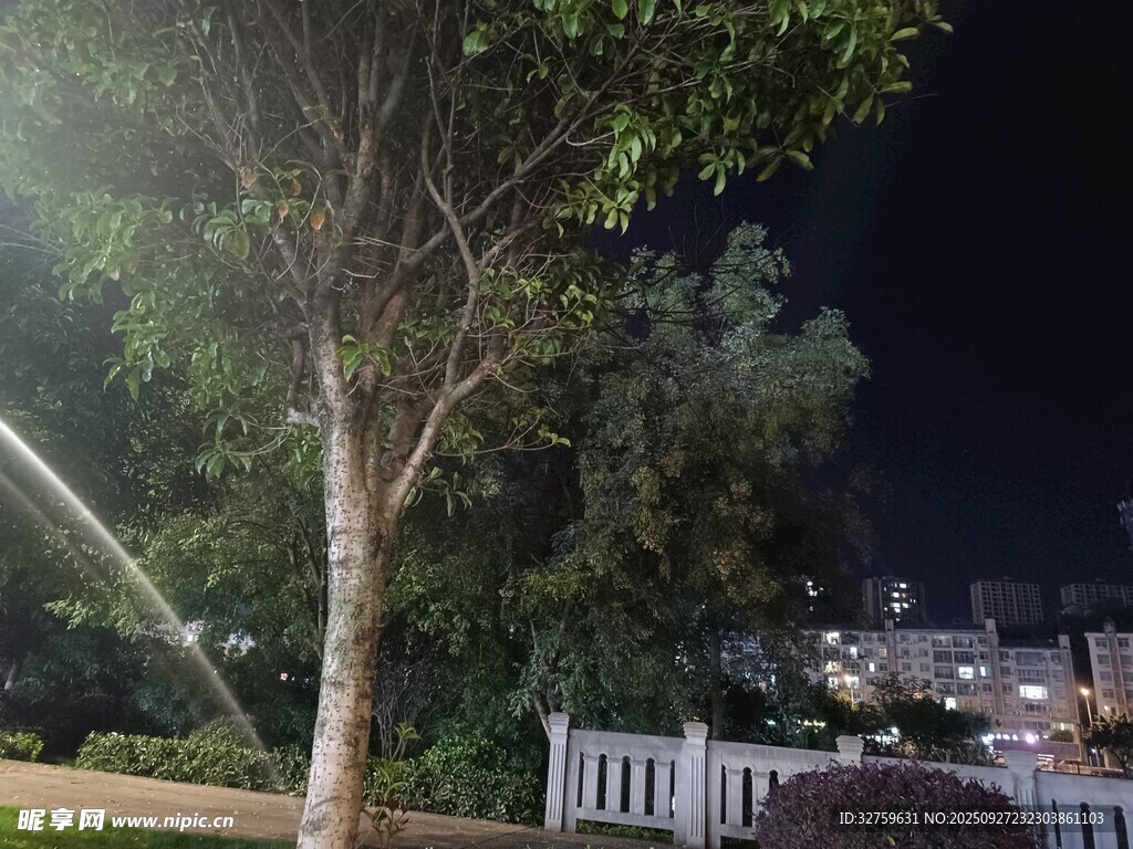 夜晚樹下的靜謐景致