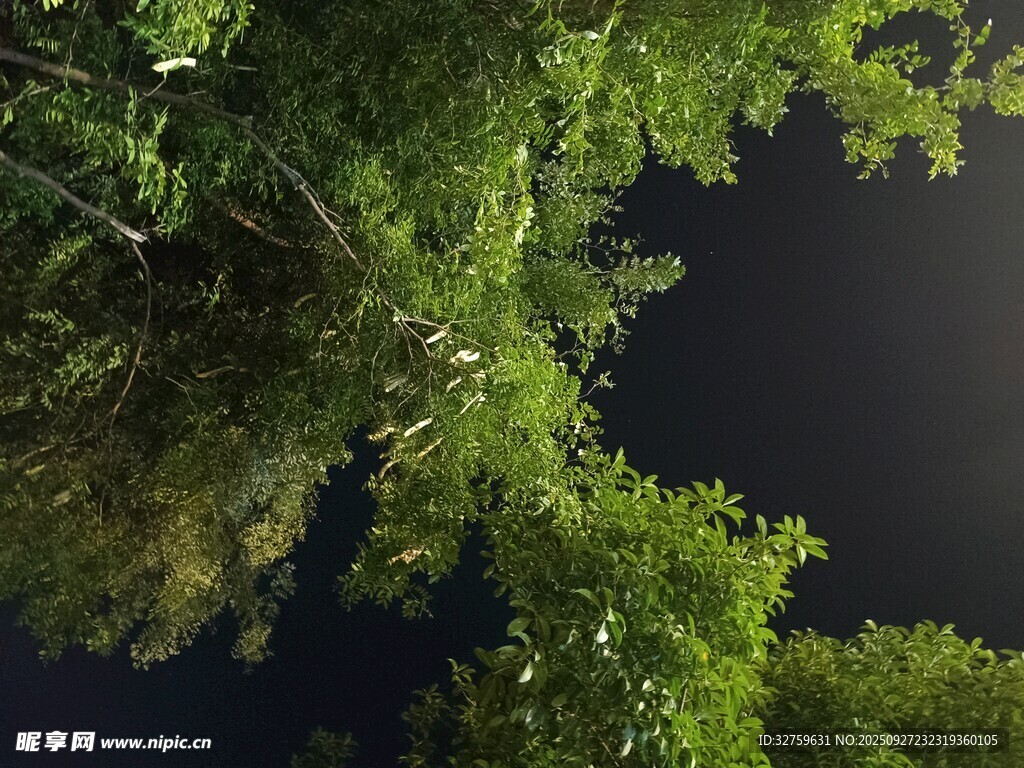 仰望夜空下的繁茂綠樹(shù)