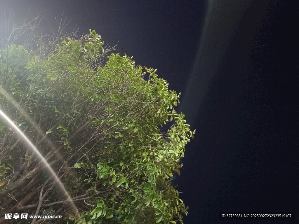 夜空下的蔥郁樹(shù)木