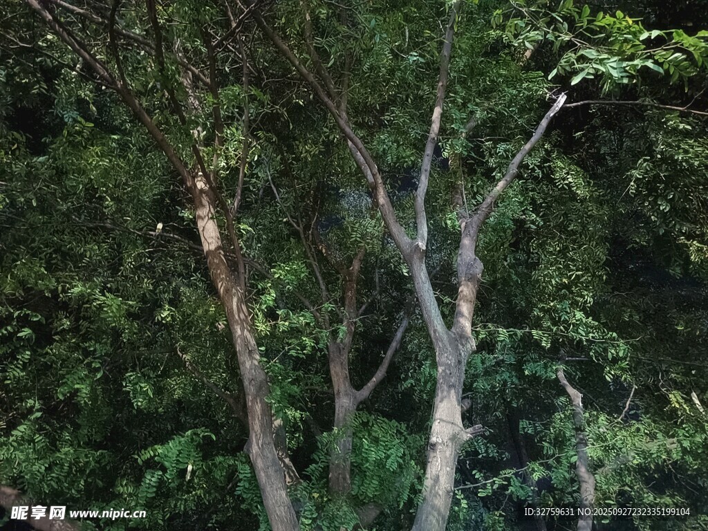 林間樹木與繁茂綠葉