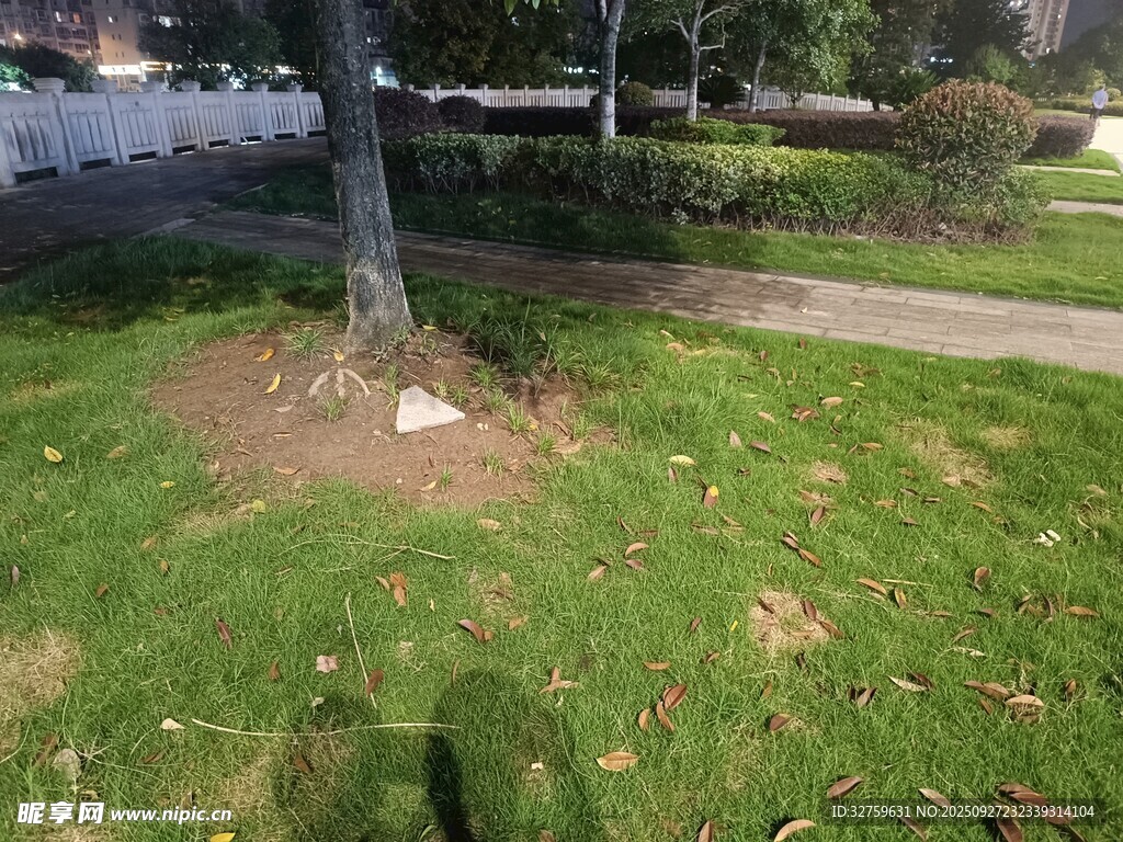 戶外草地與樹(shù)木景象