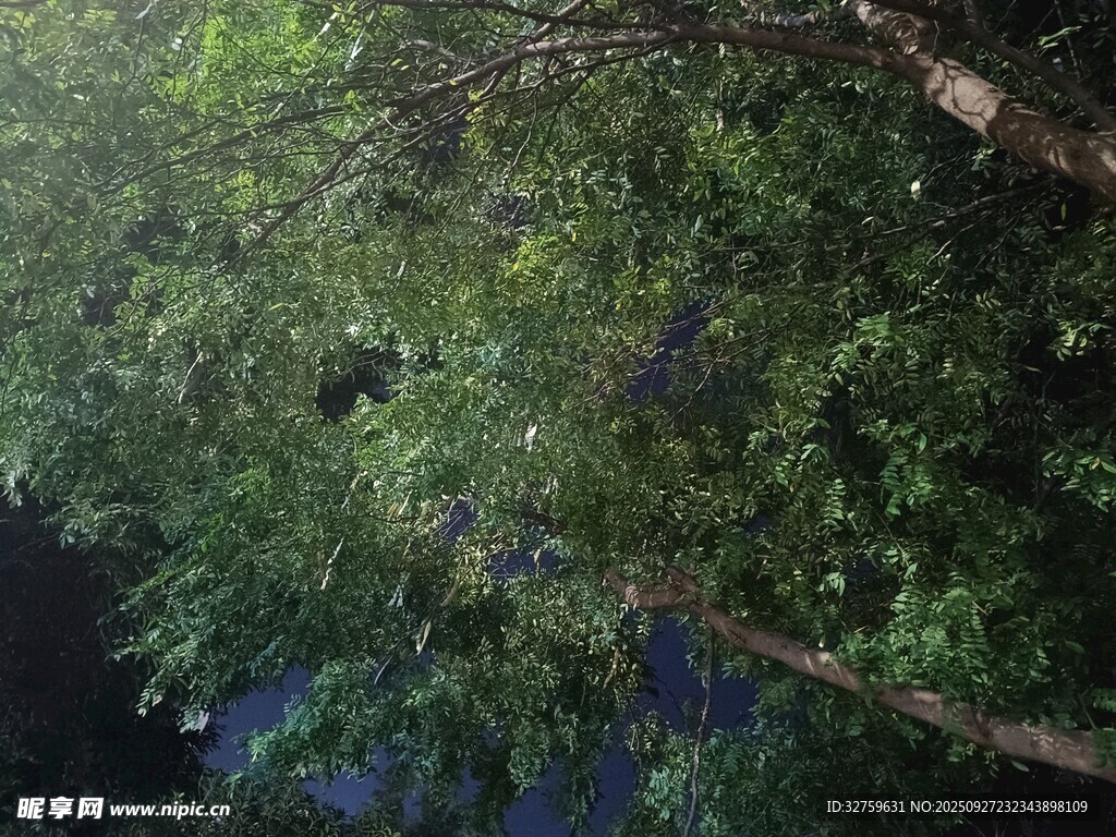 茂密樹林中的繁茂枝葉