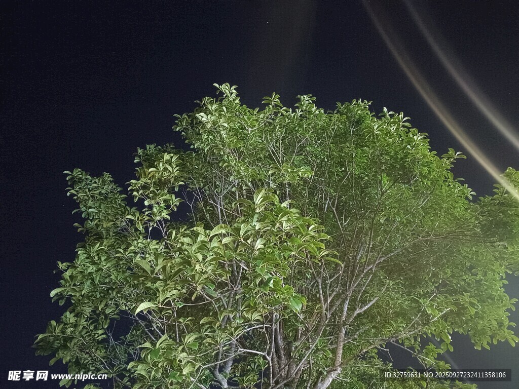 夜晚路旁茂盛翠綠的樹木
