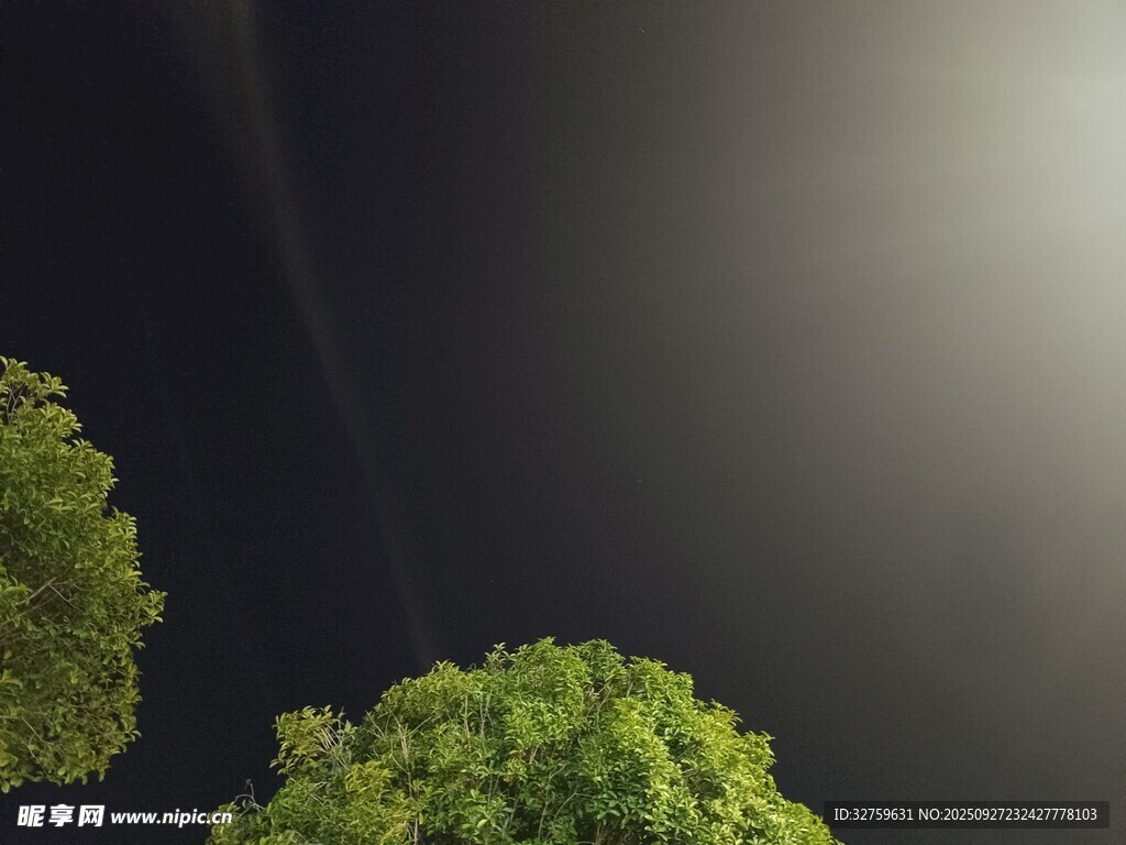 夜空下的翠綠樹冠
