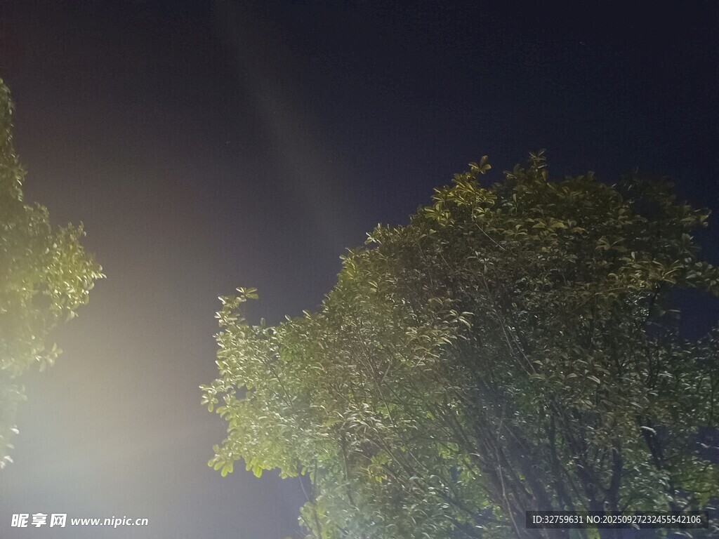 夜晚燈光下的樹木景象