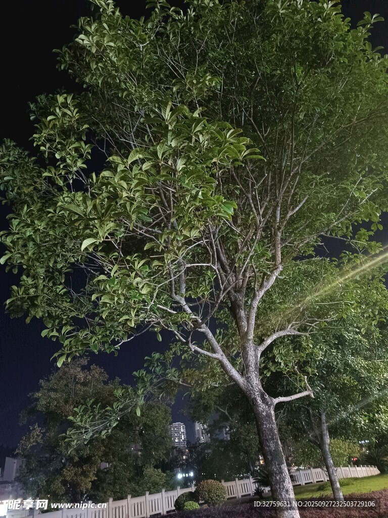 夜晚中的蔥郁樹木