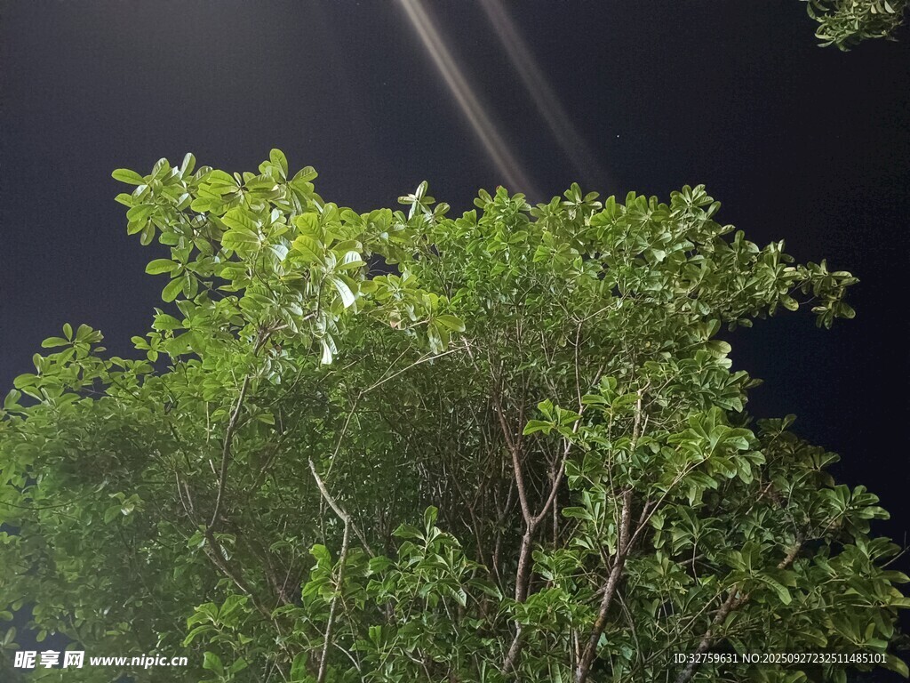 夜空中穿透綠樹的光束
