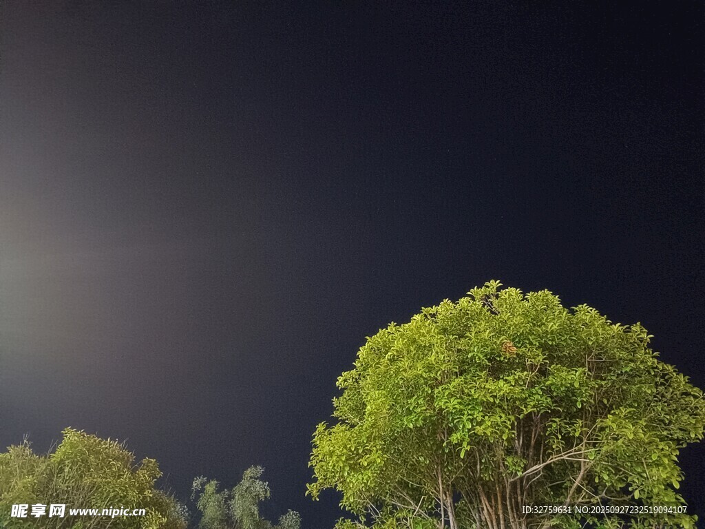 夜幕下的蔥郁樹木
