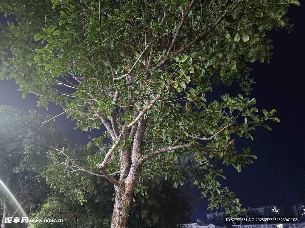 夜晚燈光下的茂盛樹木