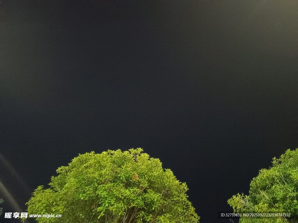 夜幕下的翠綠樹木