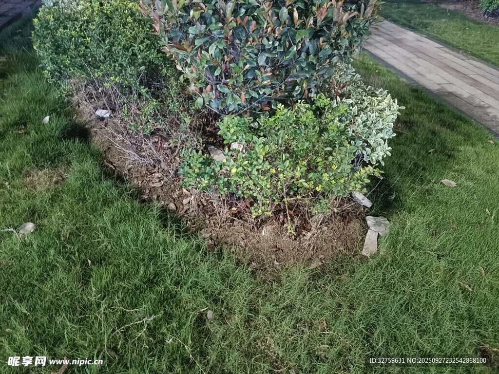 花園中的綠植景觀