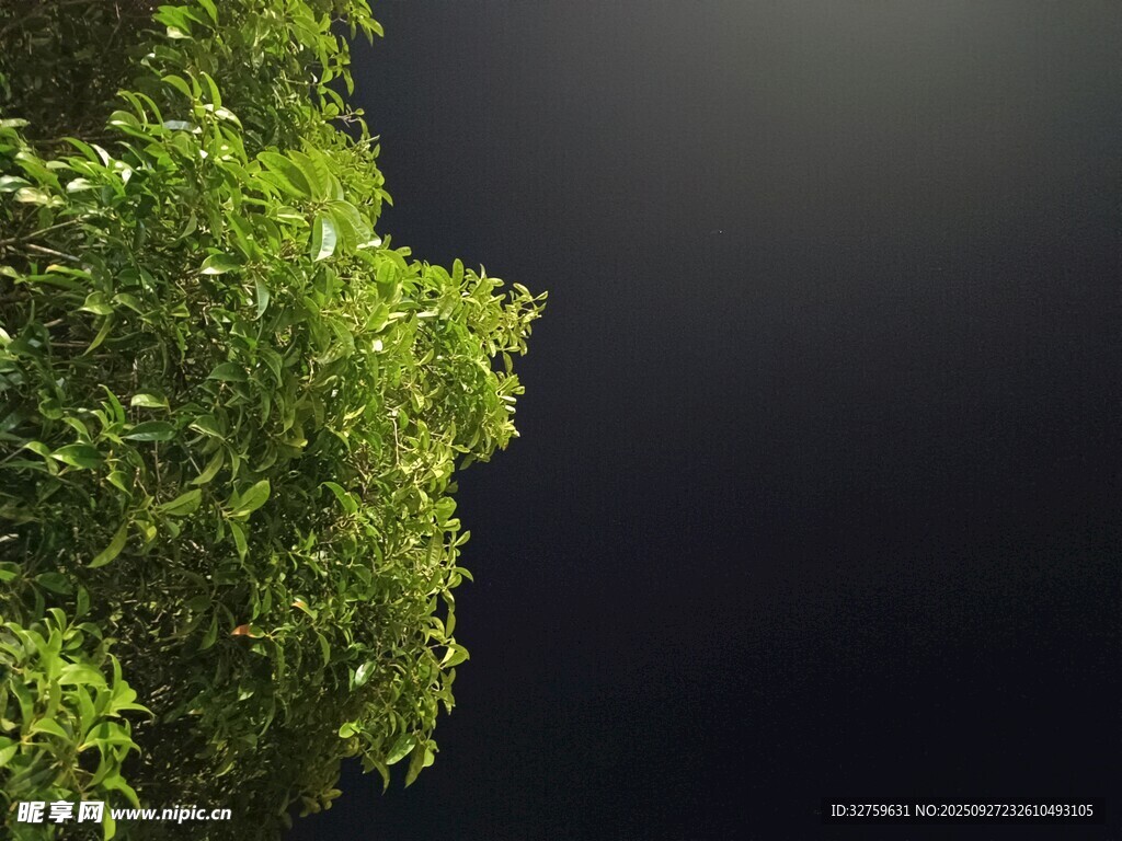 暗夜中的蔥郁綠植
