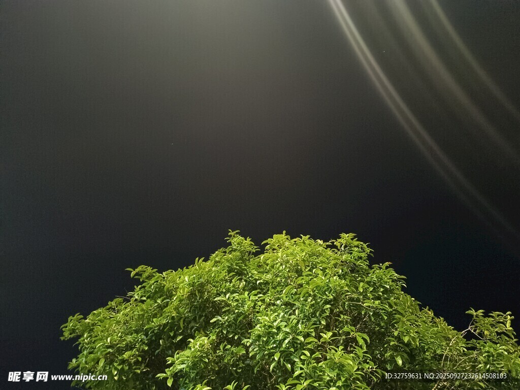 夜空下的蔥郁樹冠