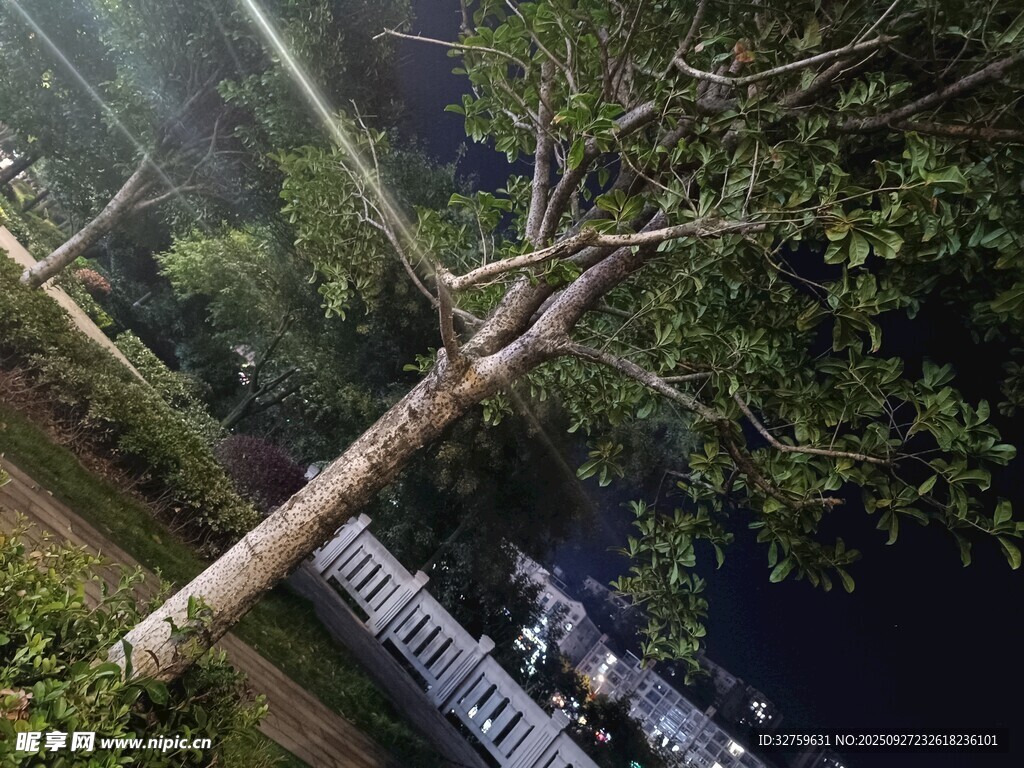 夜晚樹下的靜謐景致
