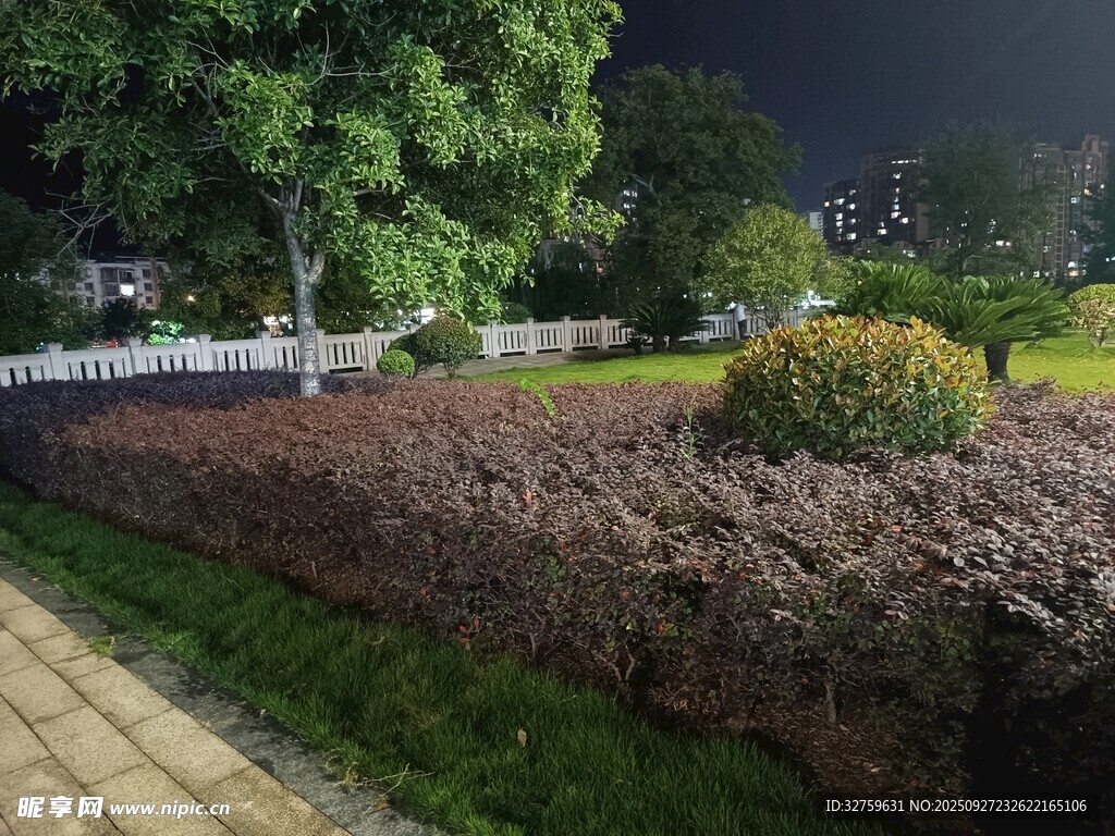 夜晚公園中的多彩植物景觀