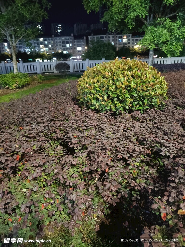 夜晚花園中的綠植景觀