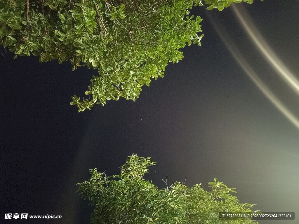 夜空下的蔥郁樹梢