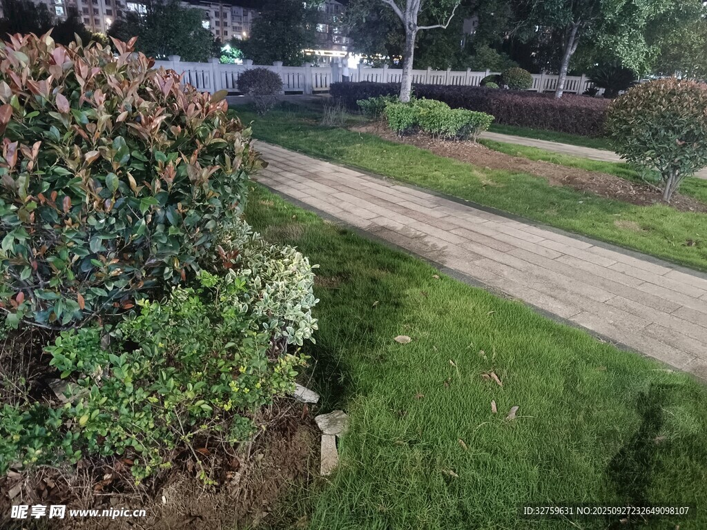 夜晚的綠植小徑