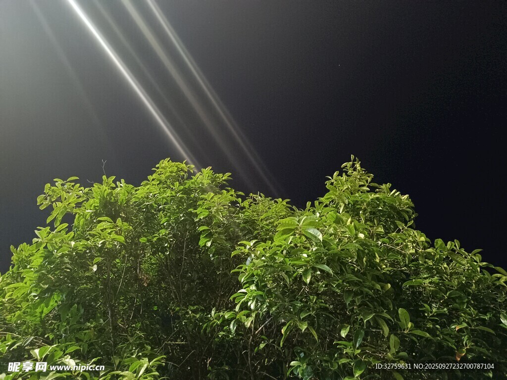 夜空中的樹與光束
