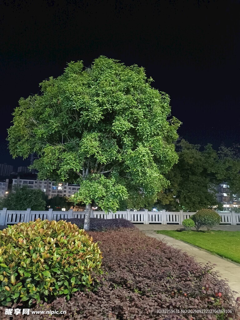 夜晚綠植景觀