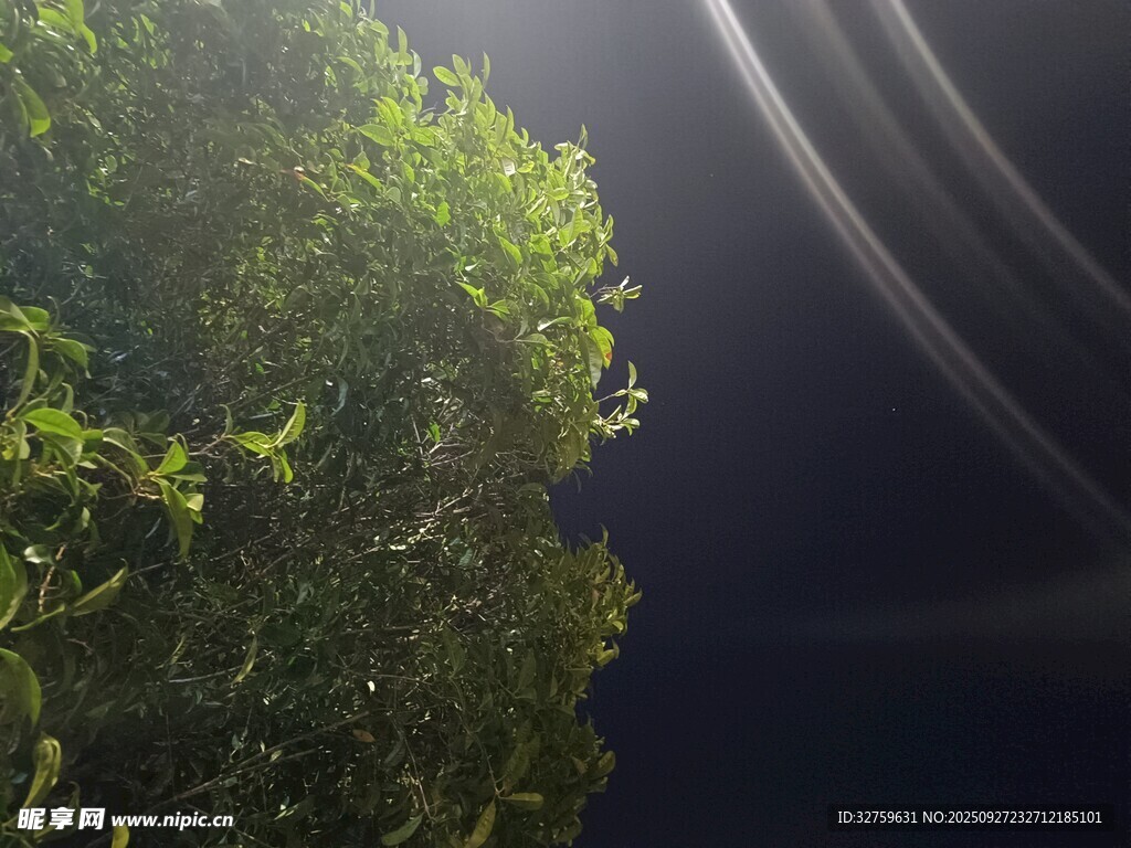 夜幕下的蔥郁綠植
