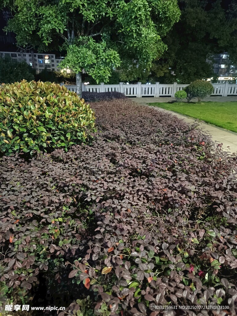 花園中的多彩植物景觀