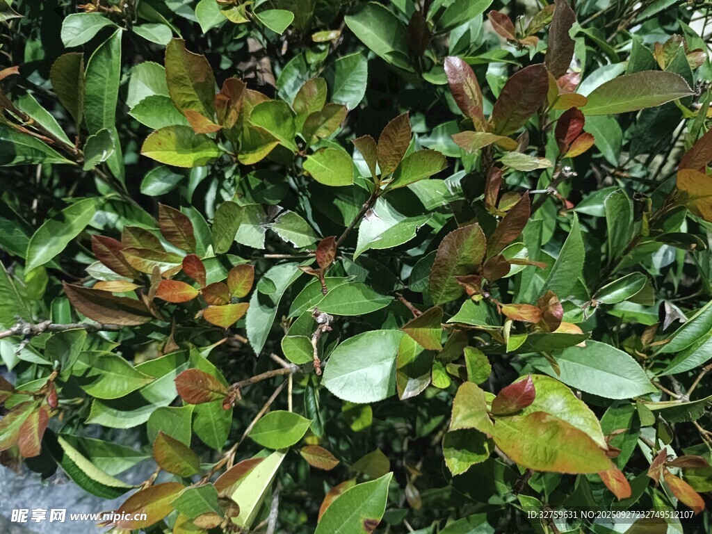 多彩葉片特寫(xiě)