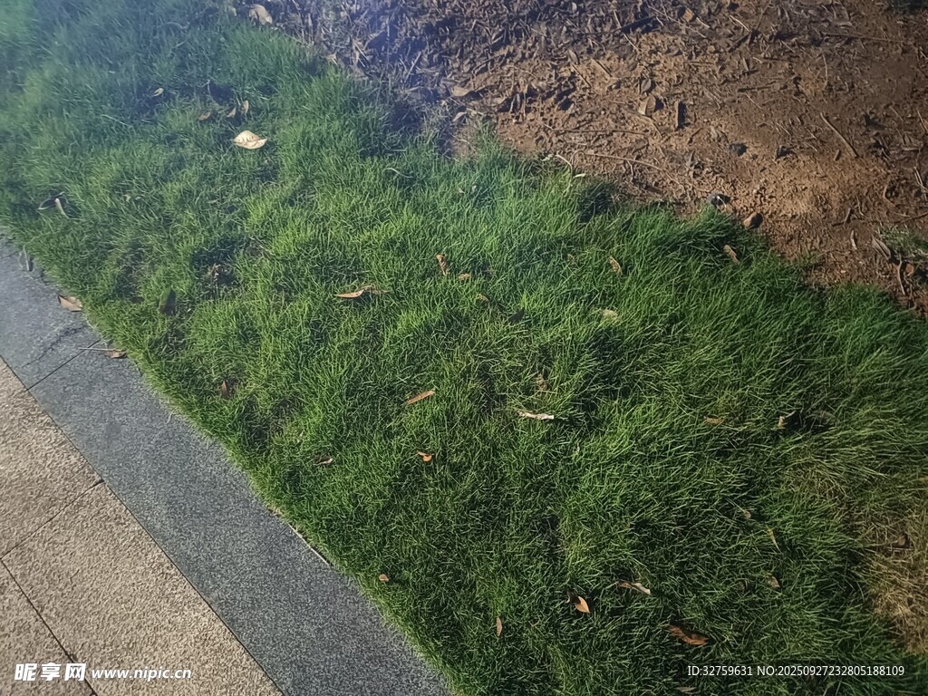 路邊翠綠草地