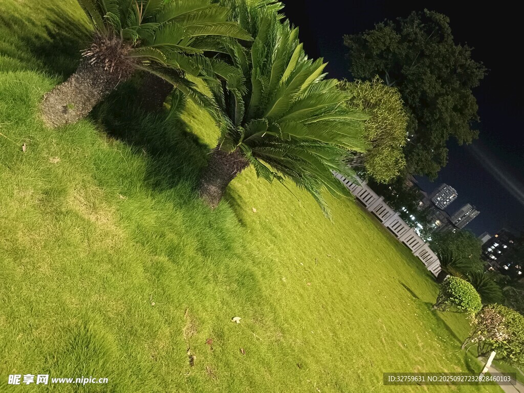 夜晚草坪與樹木景觀