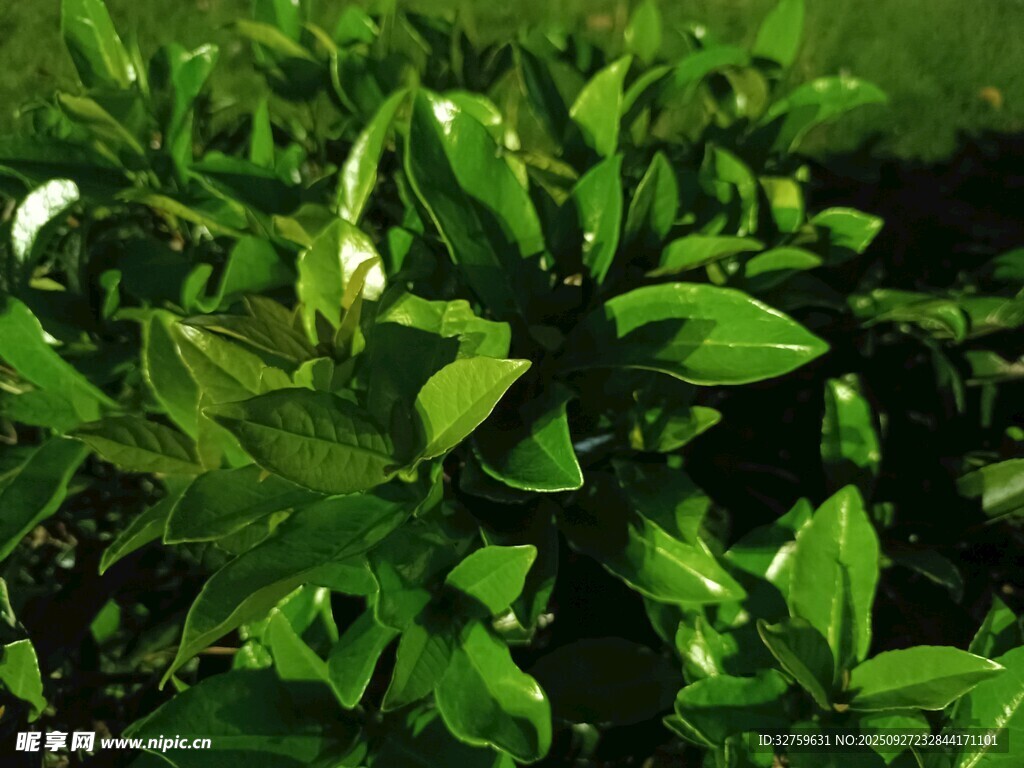 翠綠生機盎然的植物葉片