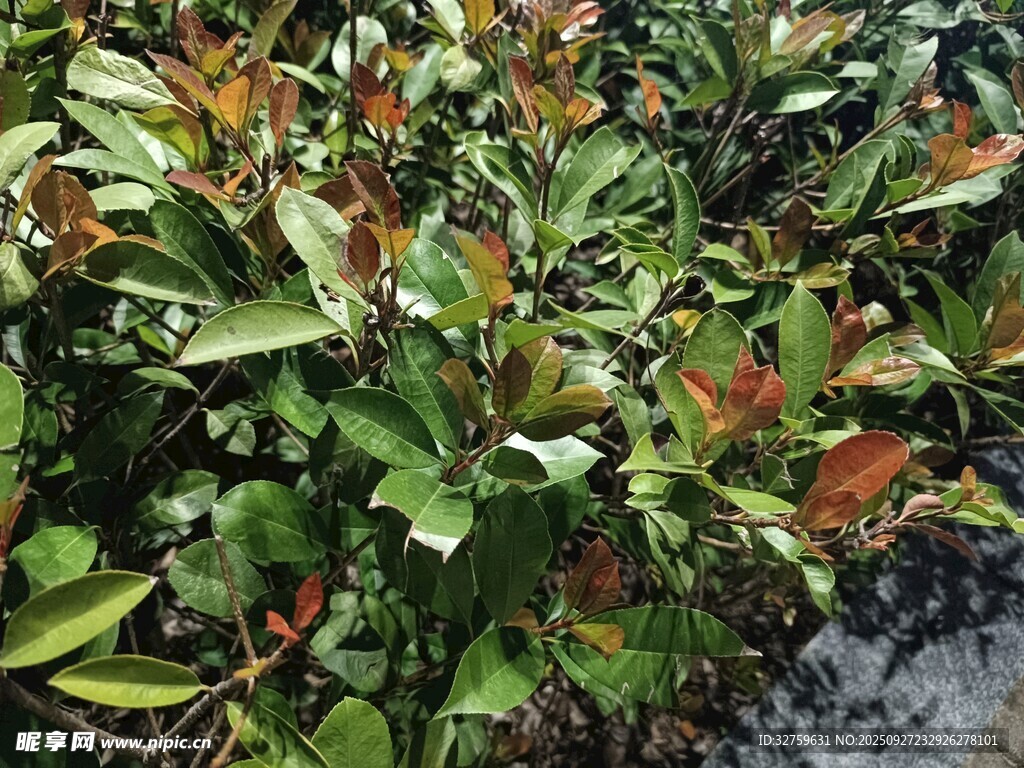 綠葉紅邊植物景觀