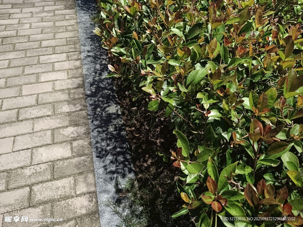 磚石小徑旁的綠植景觀
