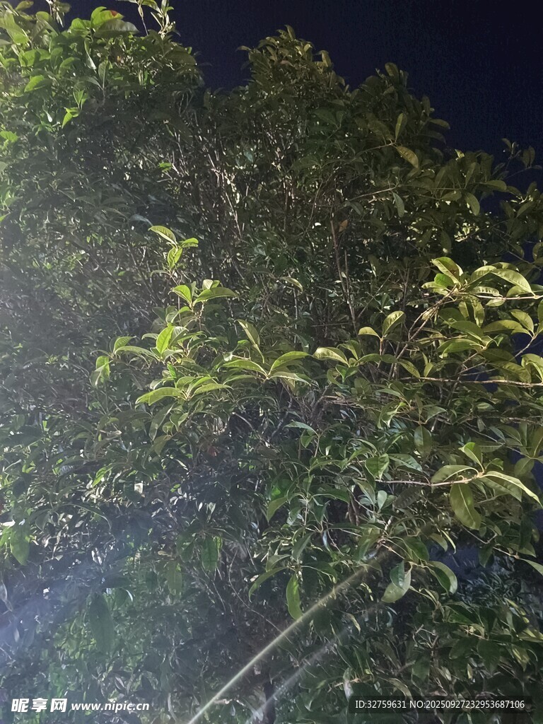 夜間綠植景象