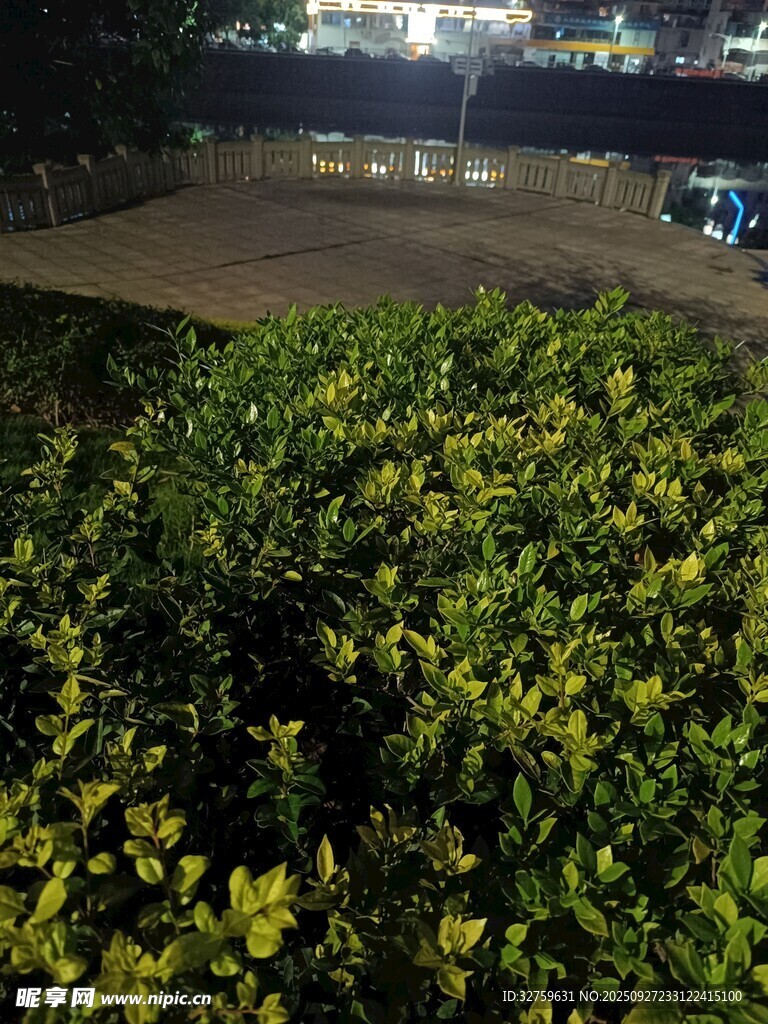 夜晚綠植景觀