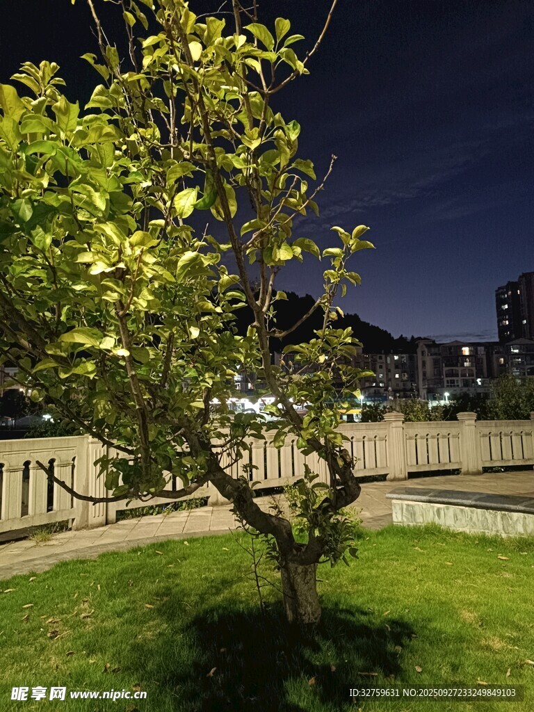 夜晚草坪旁的蔥郁樹木
