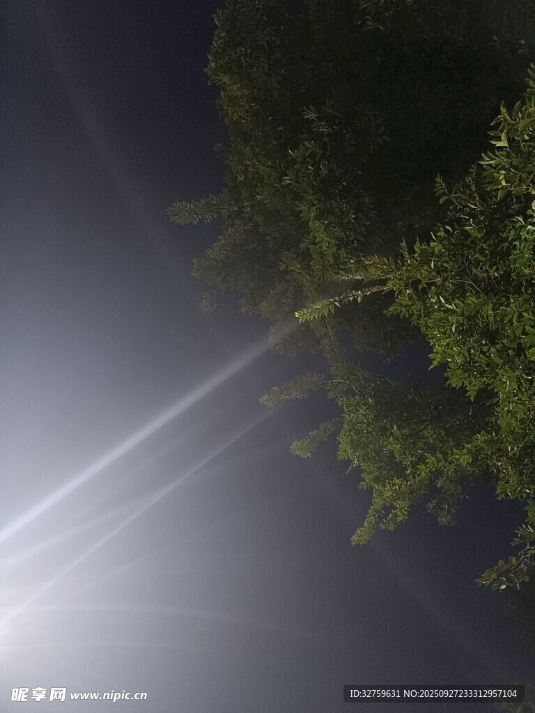 夜空下的光束與繁茂枝葉