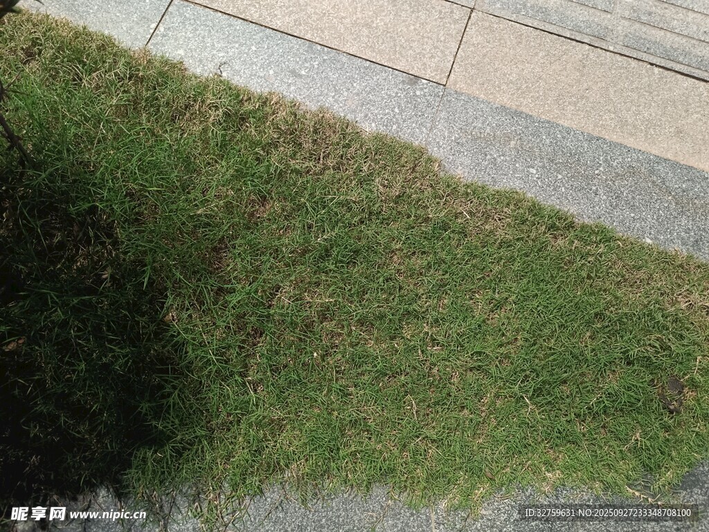路邊草地局部景象
