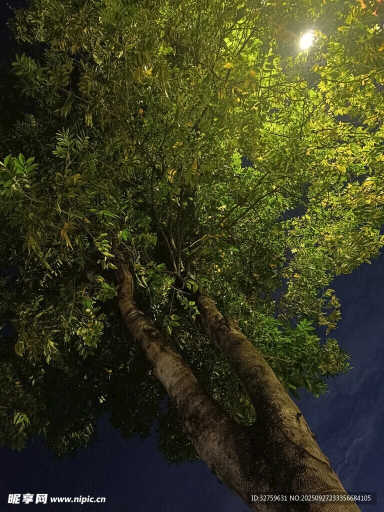 月夜下的繁茂樹木