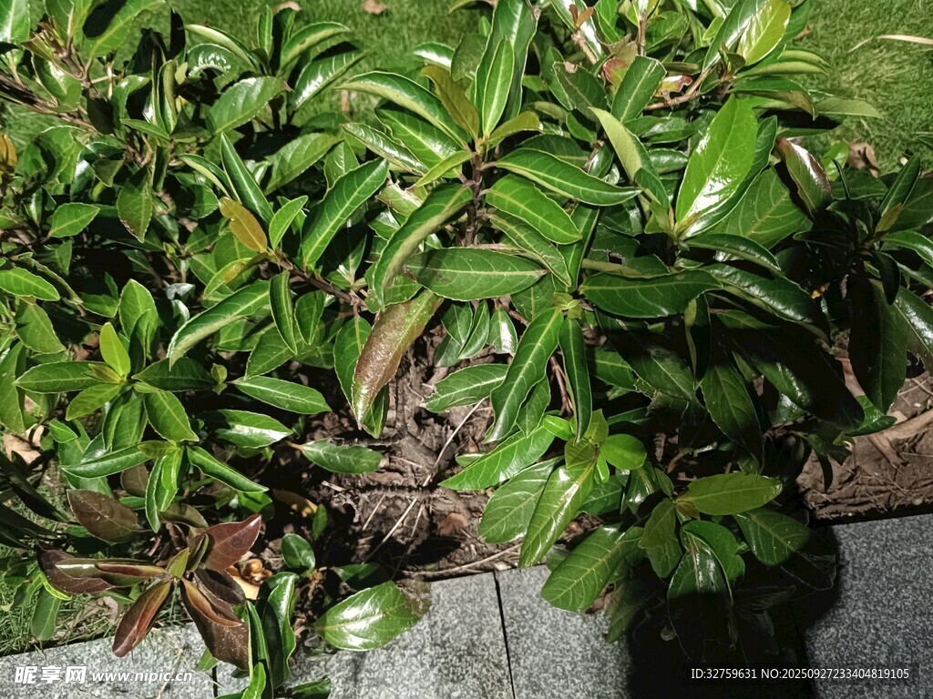 綠葉繁茂的盆栽植物