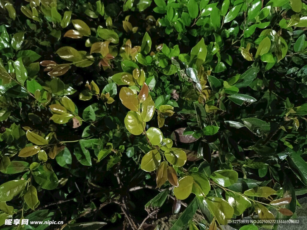 翠綠繁茂的植物枝葉
