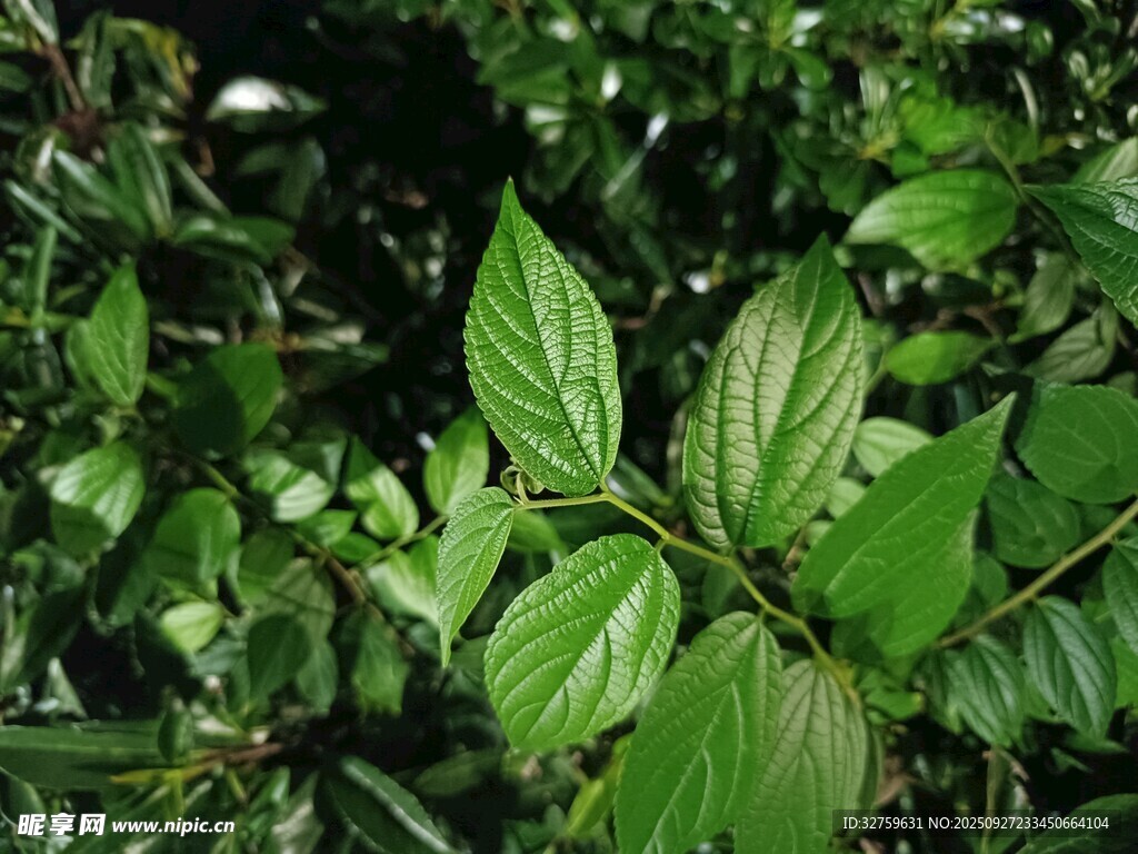 翠綠葉片的生機(jī)植物