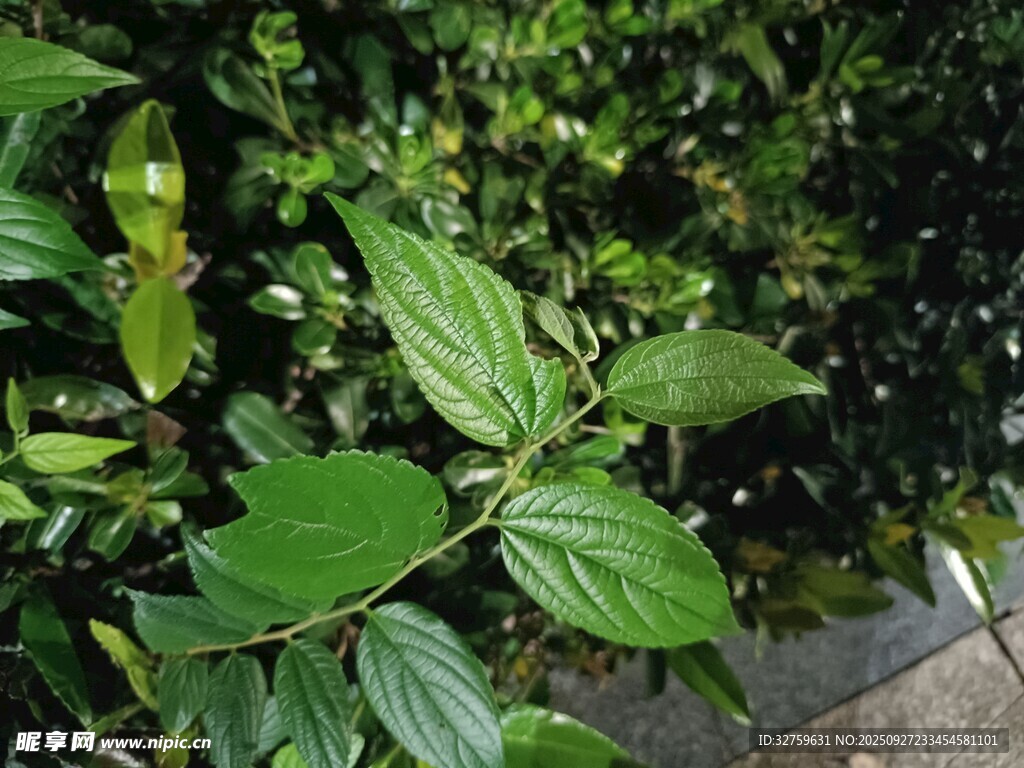 翠綠葉片的生機景象