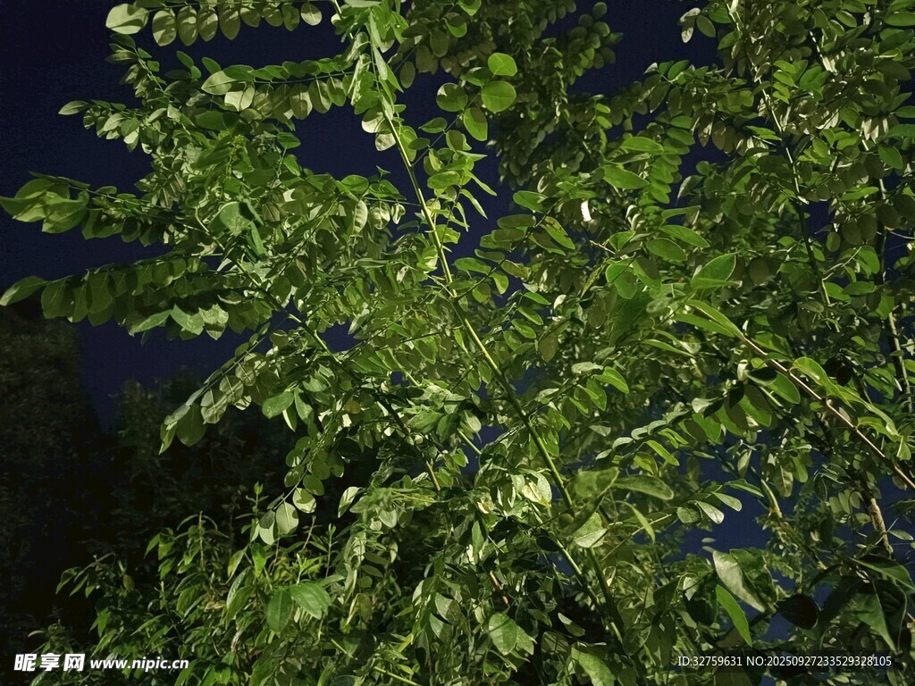 夜幕下的繁茂綠植